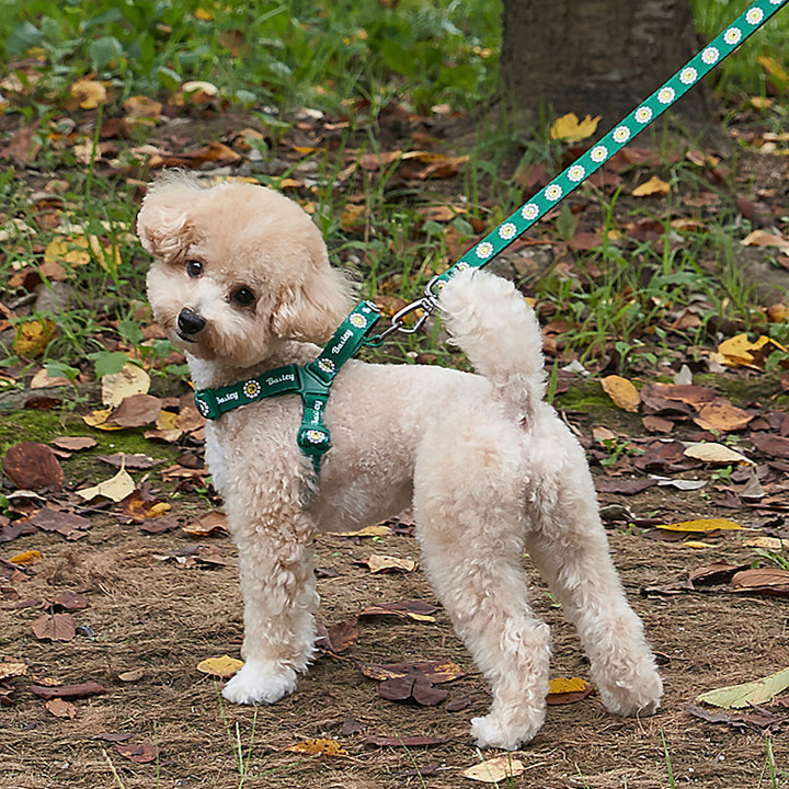 ※予約販売【Bailey】Daisy Walkie Harness（4color）