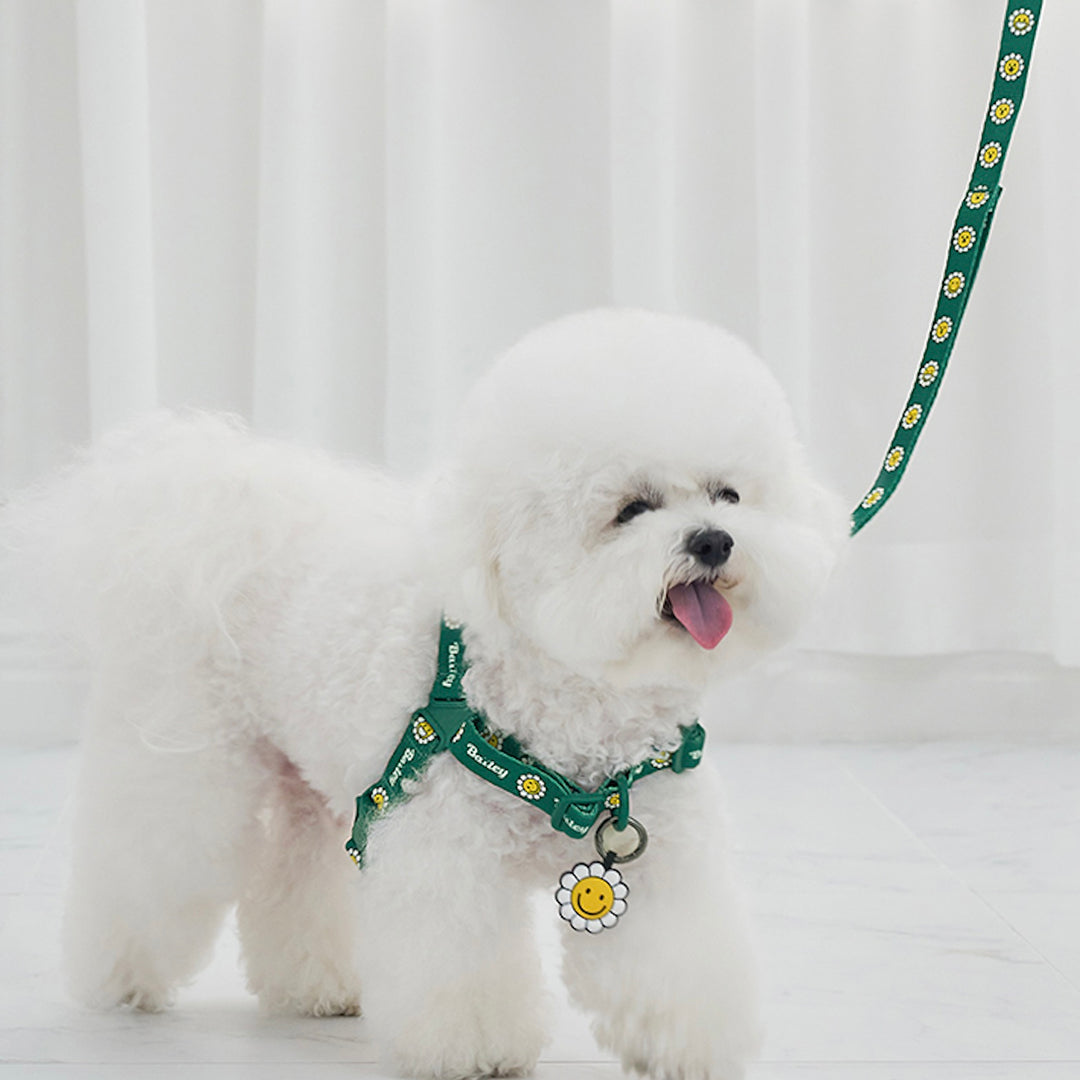 ※予約販売【Bailey】Daisy Walkie Harness（4color）