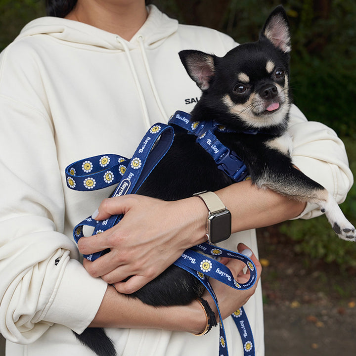 ※予約販売【Bailey】Daisy Walkie Harness（4color）