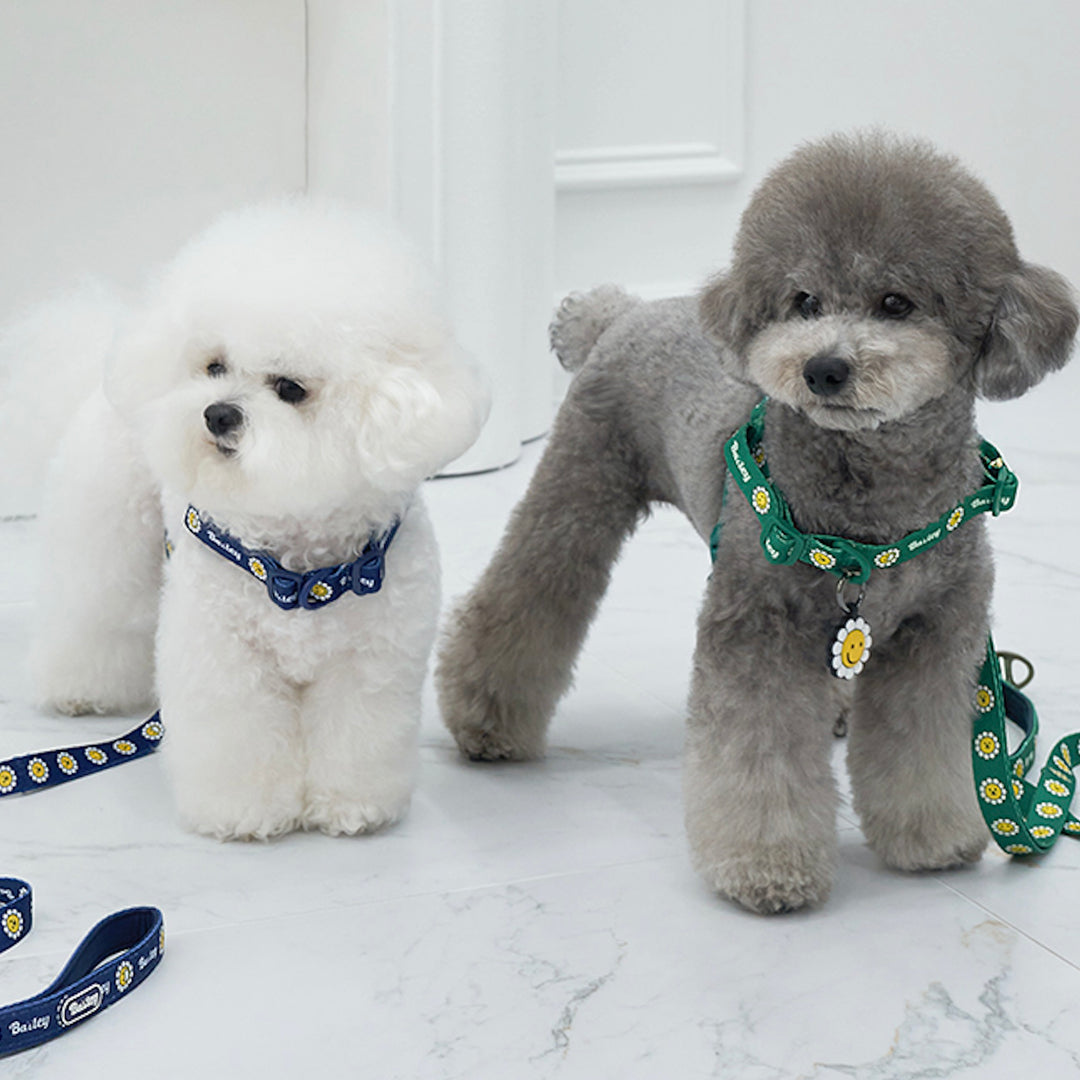 ※予約販売【Bailey】Daisy Walkie Harness（4color）