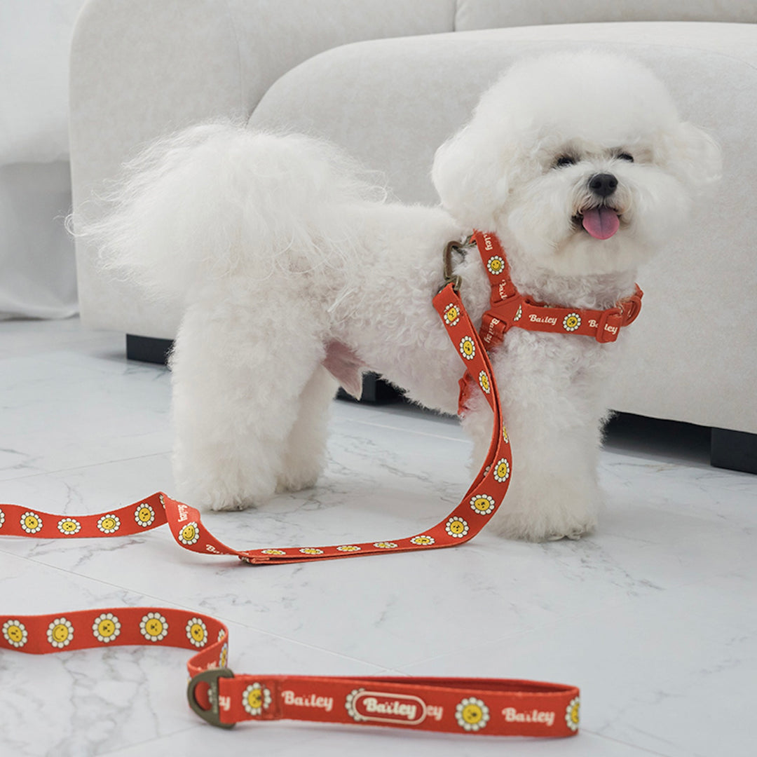 ※予約販売【Bailey】Daisy Walkie Harness（4color）
