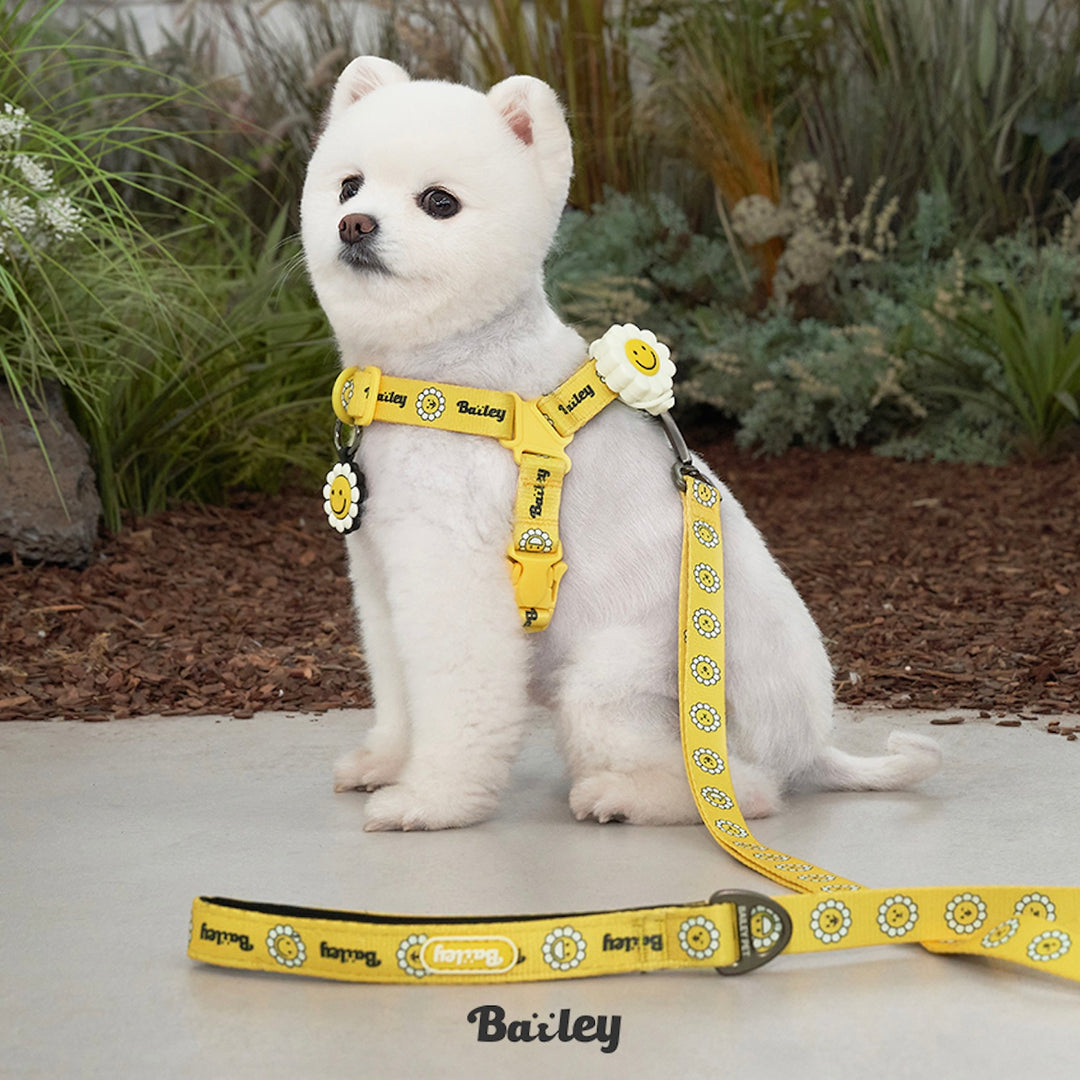※予約販売【Bailey】Daisy Walkie Harness（4color）