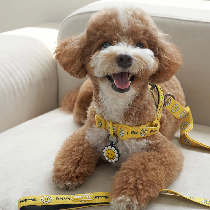 ※予約販売【Bailey】Daisy Walkie Harness（4color）