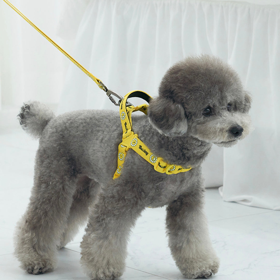 ※予約販売【Bailey】Daisy Walkie Harness（4color）