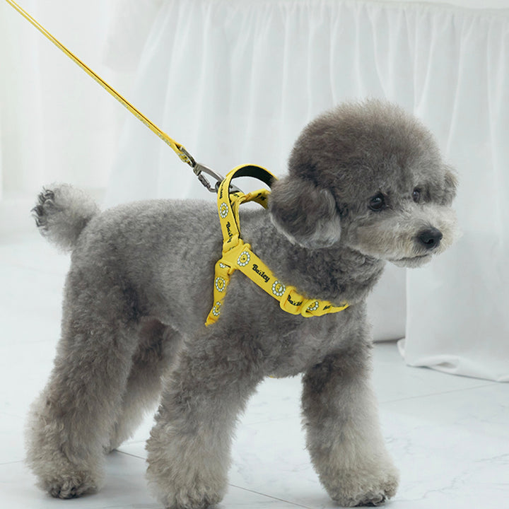 ※予約販売【Bailey】Daisy Walkie Harness（4color）