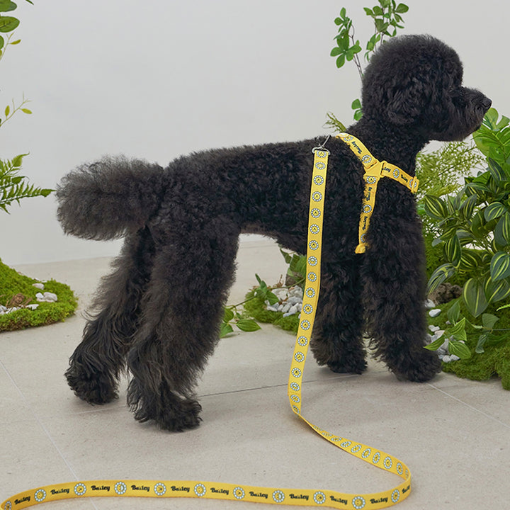※予約販売【Bailey】Daisy Walkie Harness（4color）