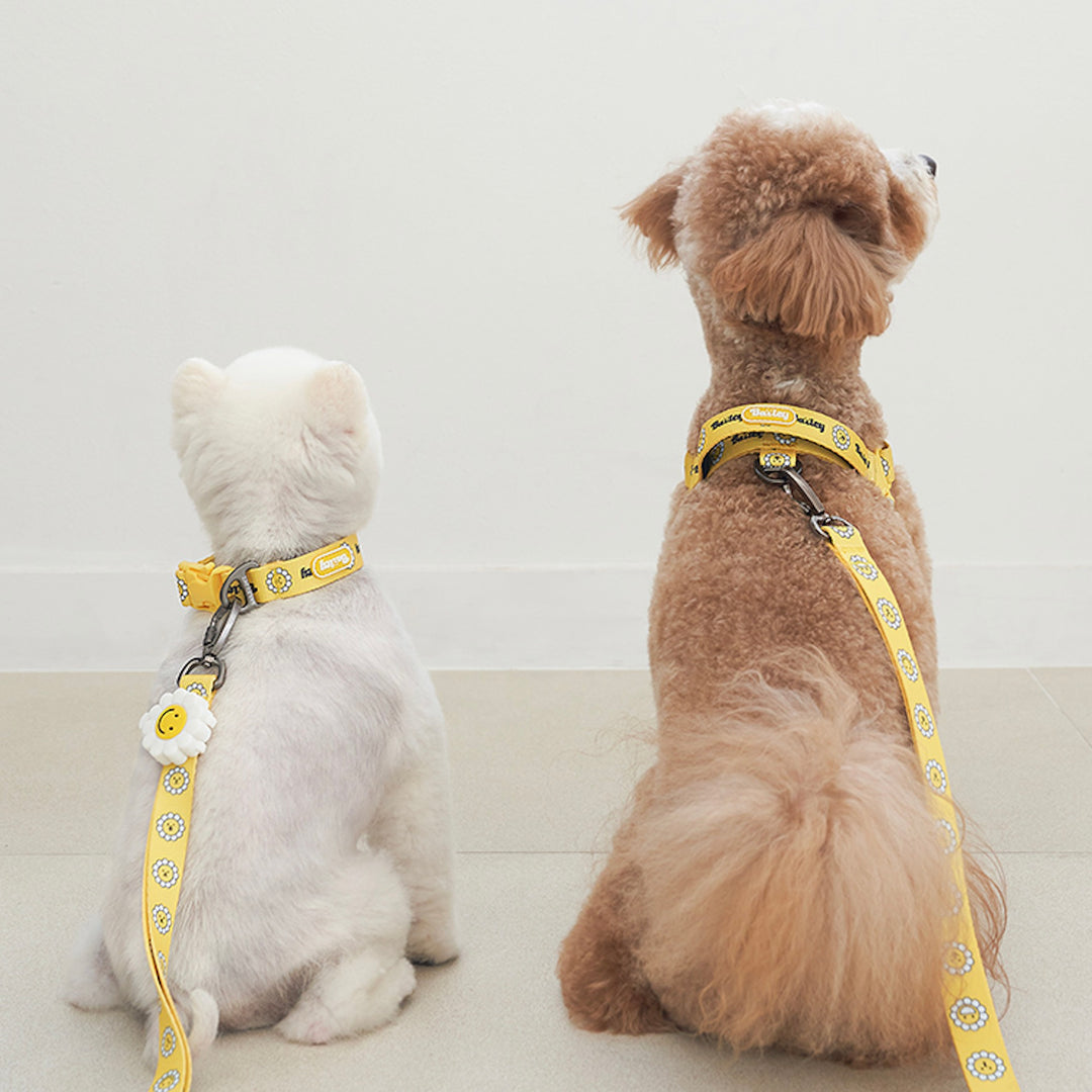 ※予約販売【Bailey】Daisy Walkie Harness（4color）
