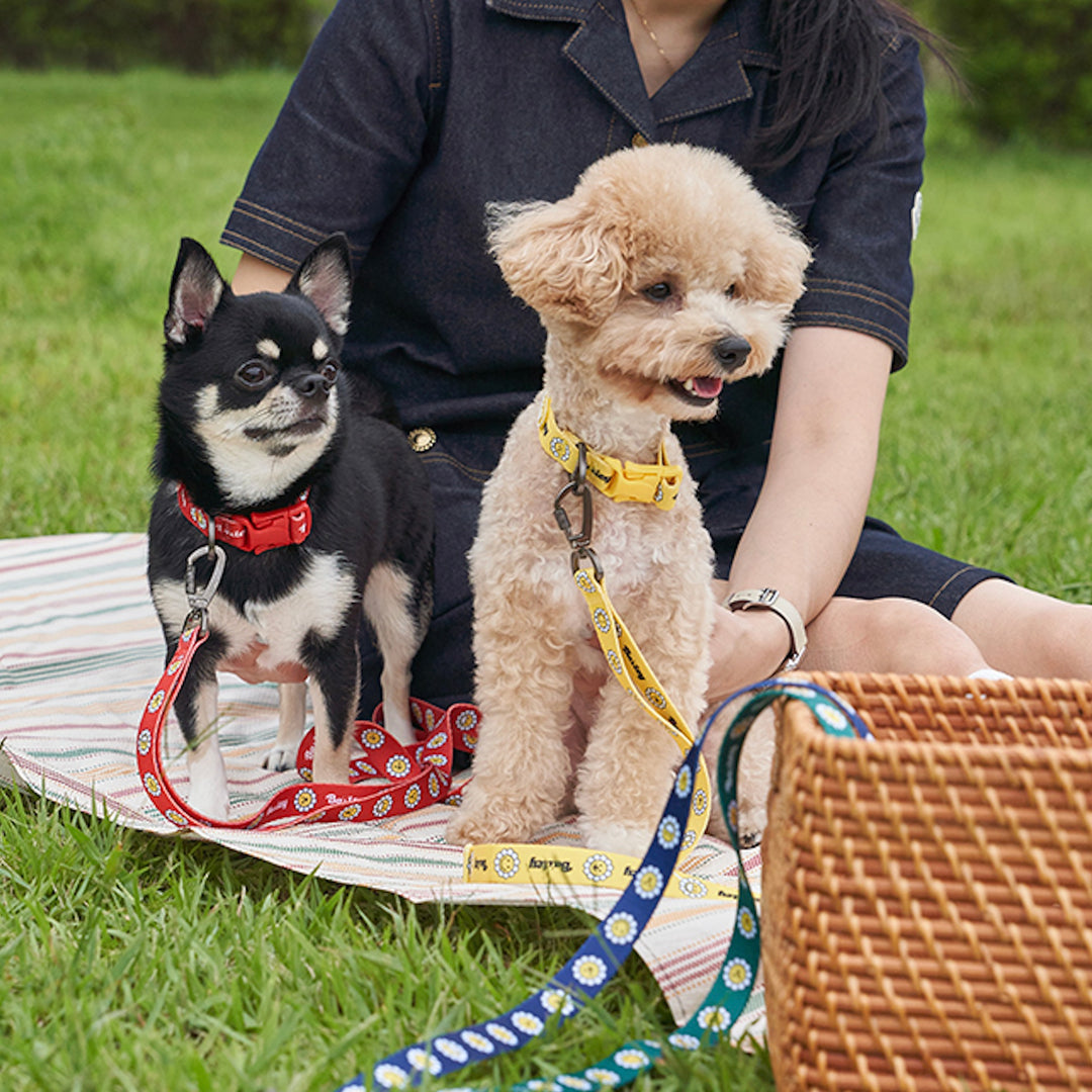 ※予約販売【Bailey】Daisy Walkie Leash（4color）
