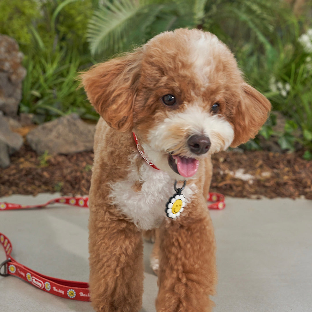 ※予約販売【Bailey】Daisy Walkie Leash（4color）