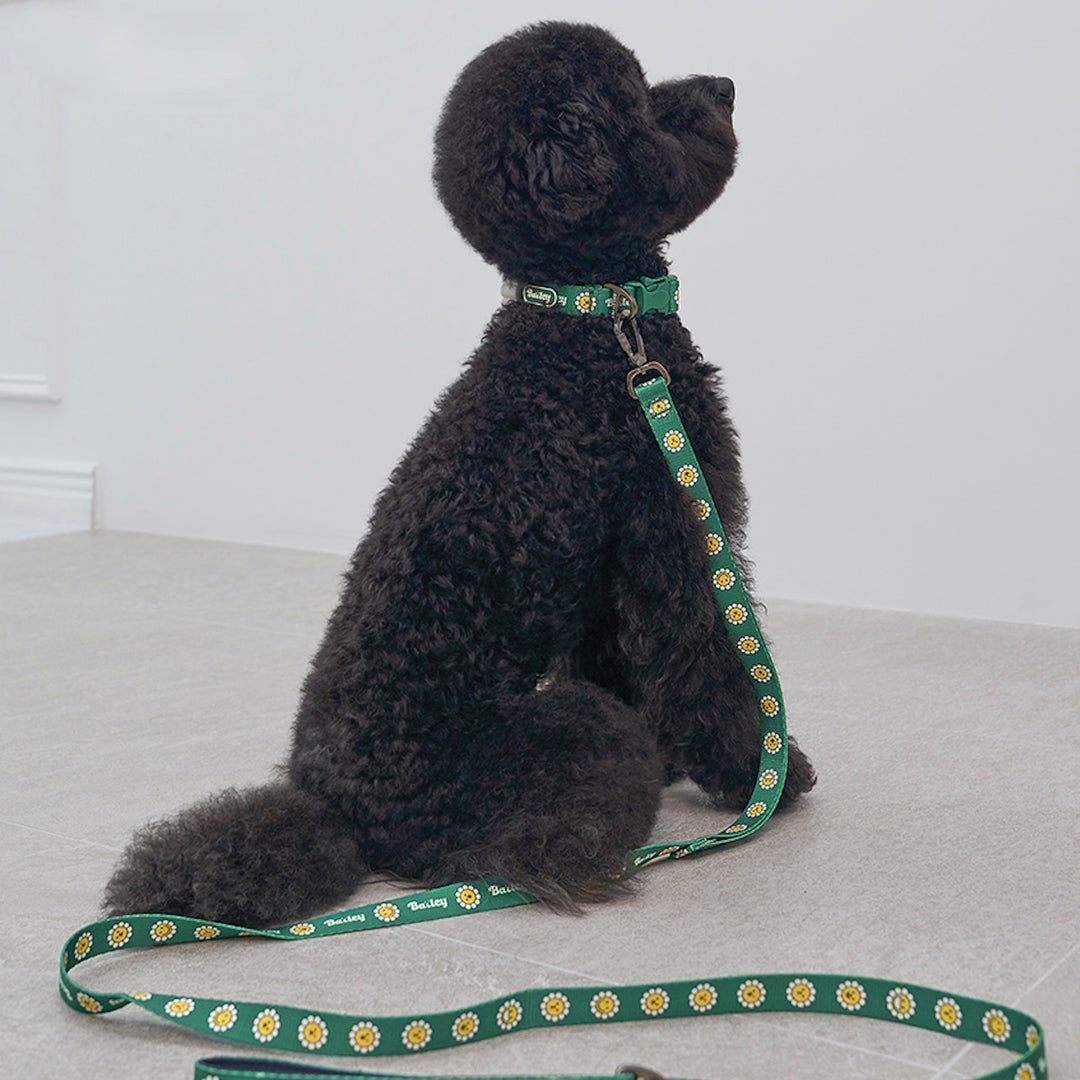 ※予約販売【Bailey】Daisy Walkie Leash（4color）