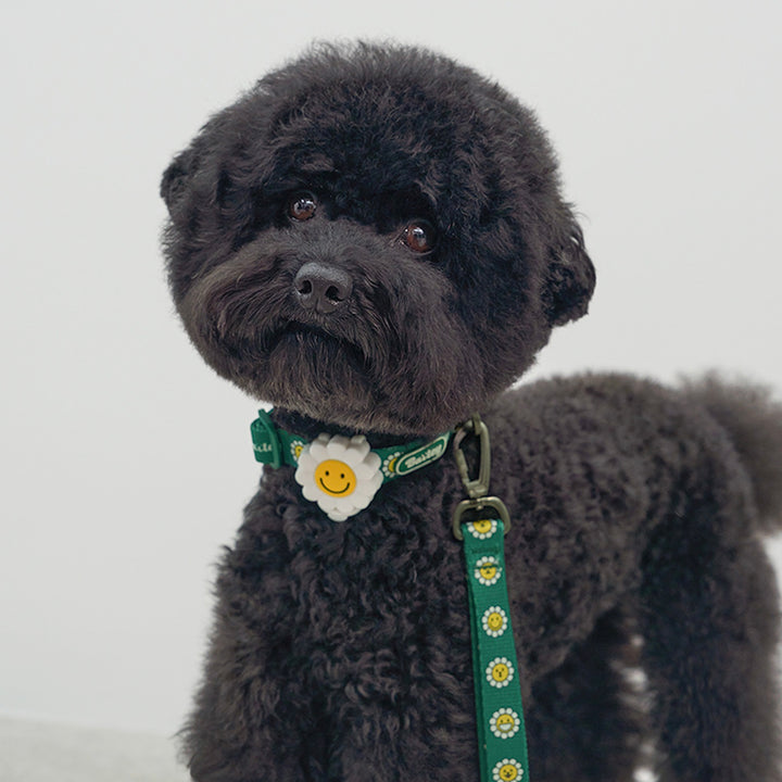 ※予約販売【Bailey】Daisy Walkie Leash（4color）