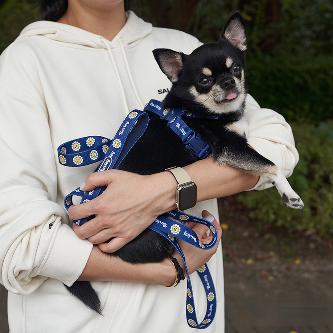※予約販売【Bailey】Daisy Walkie Leash（4color）