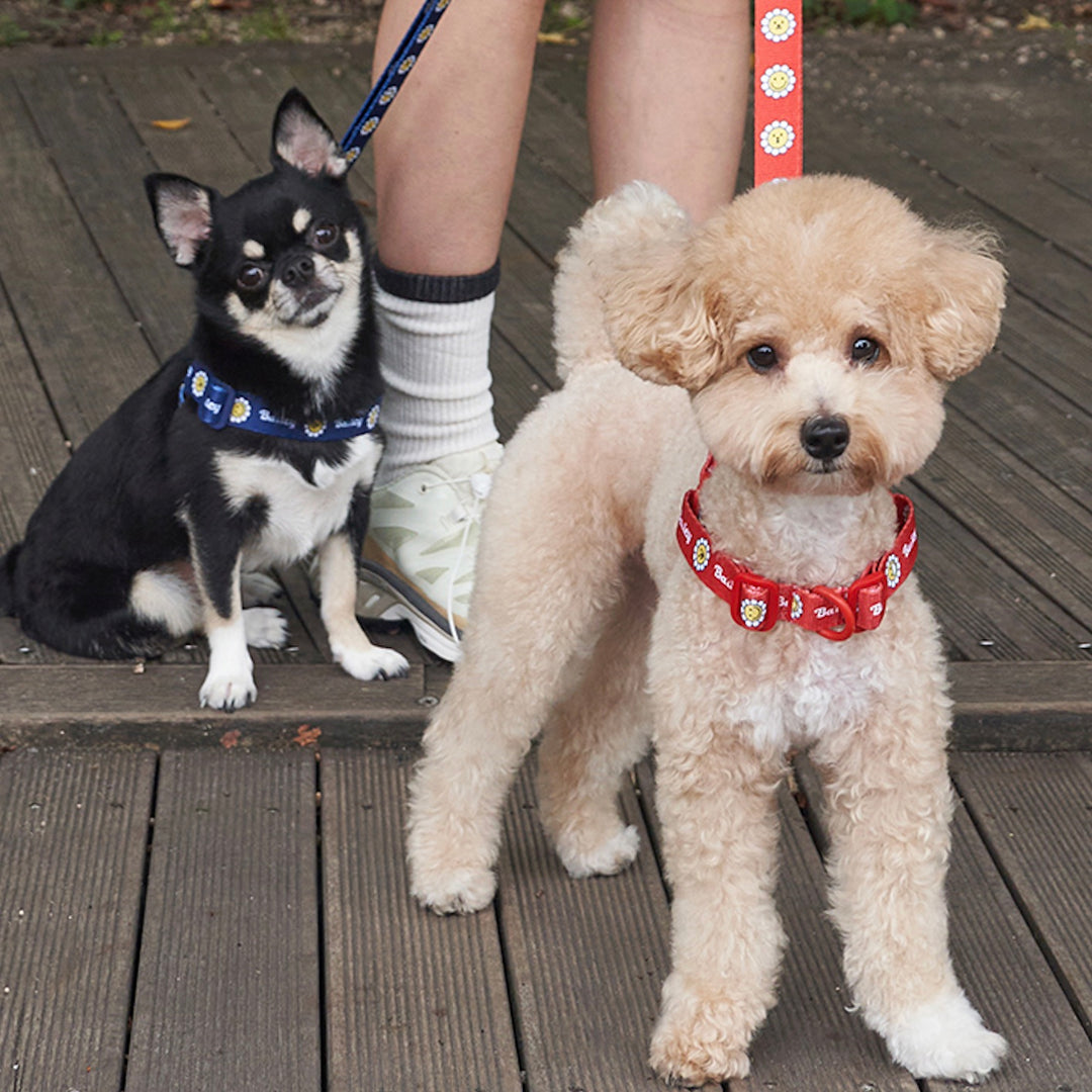 ※予約販売【Bailey】Daisy Walkie Leash（4color）
