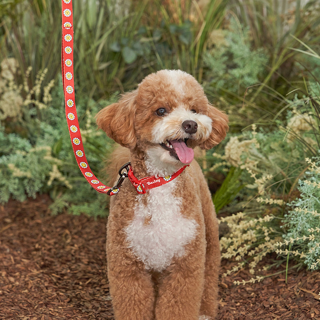 ※予約販売【Bailey】Daisy Walkie Leash（4color）