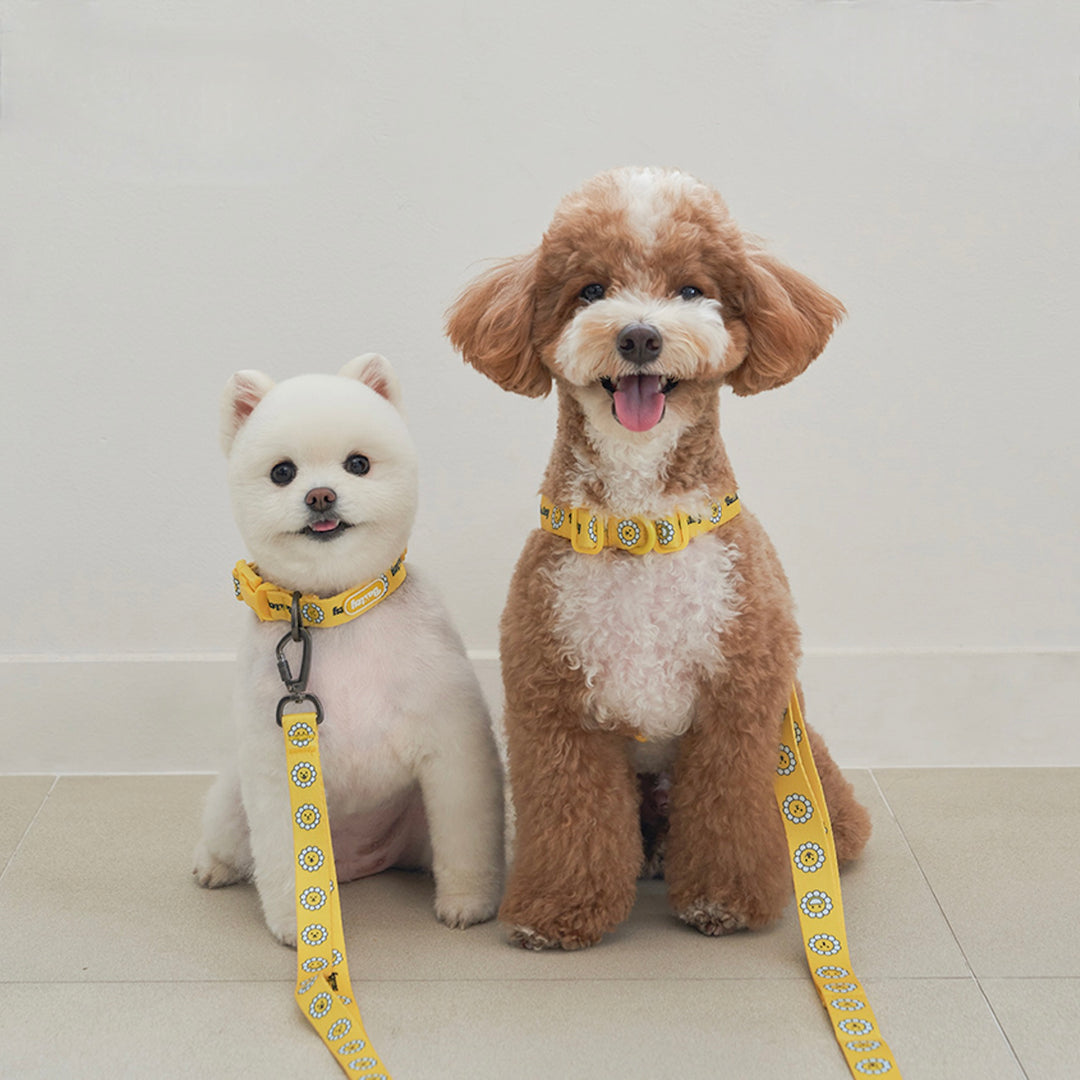 ※予約販売【Bailey】Daisy Walkie Leash（4color）