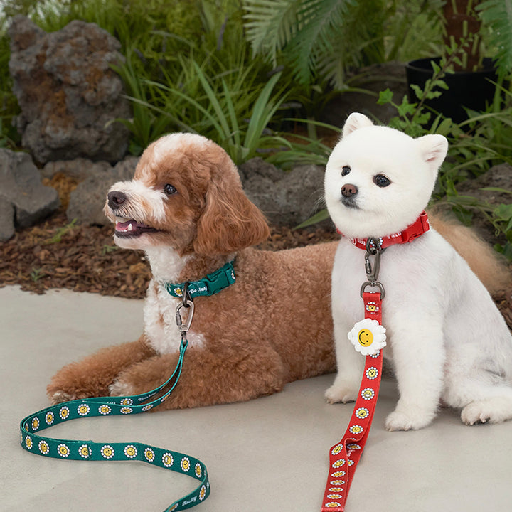 ※予約販売【Bailey】Daisy Walkie Leash（4color）