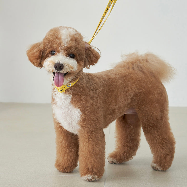 ※予約販売【Bailey】Daisy Walkie Leash（4color）