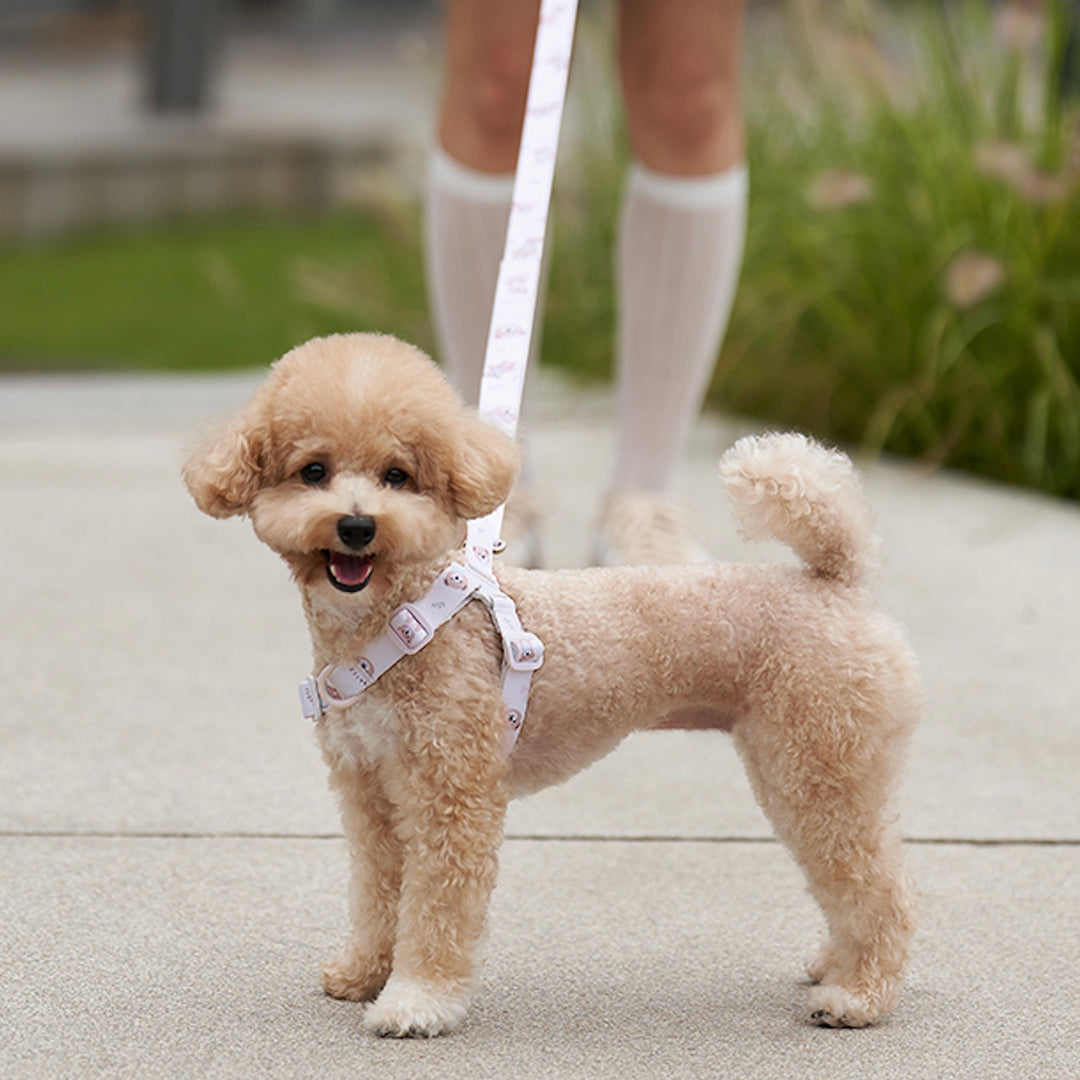 ※予約販売【Bailey】Hands Free Leash（7color）