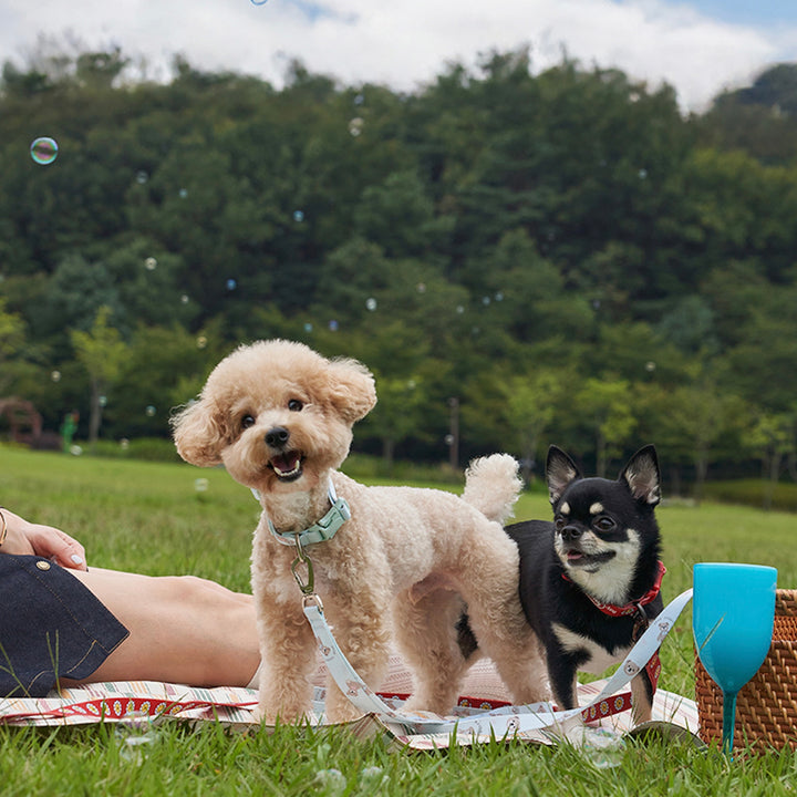 ※予約販売【Bailey】Teddy Walkie Collar（3color）