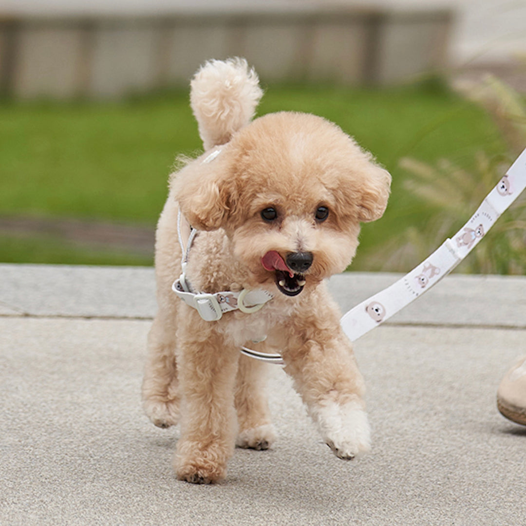 ※予約販売【Bailey】Teddy Walkie Collar（3color）