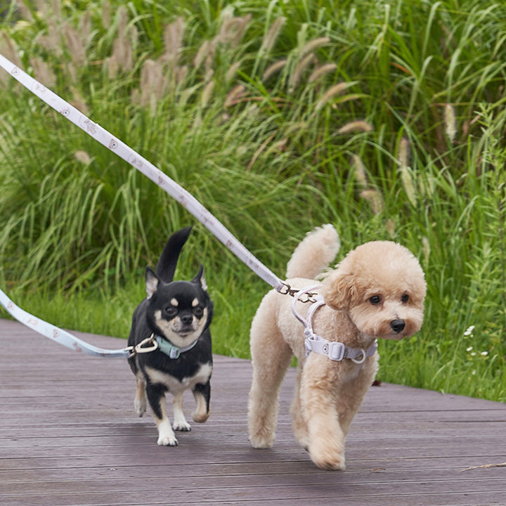 ※予約販売【Bailey】Teddy Walkie Collar（3color）