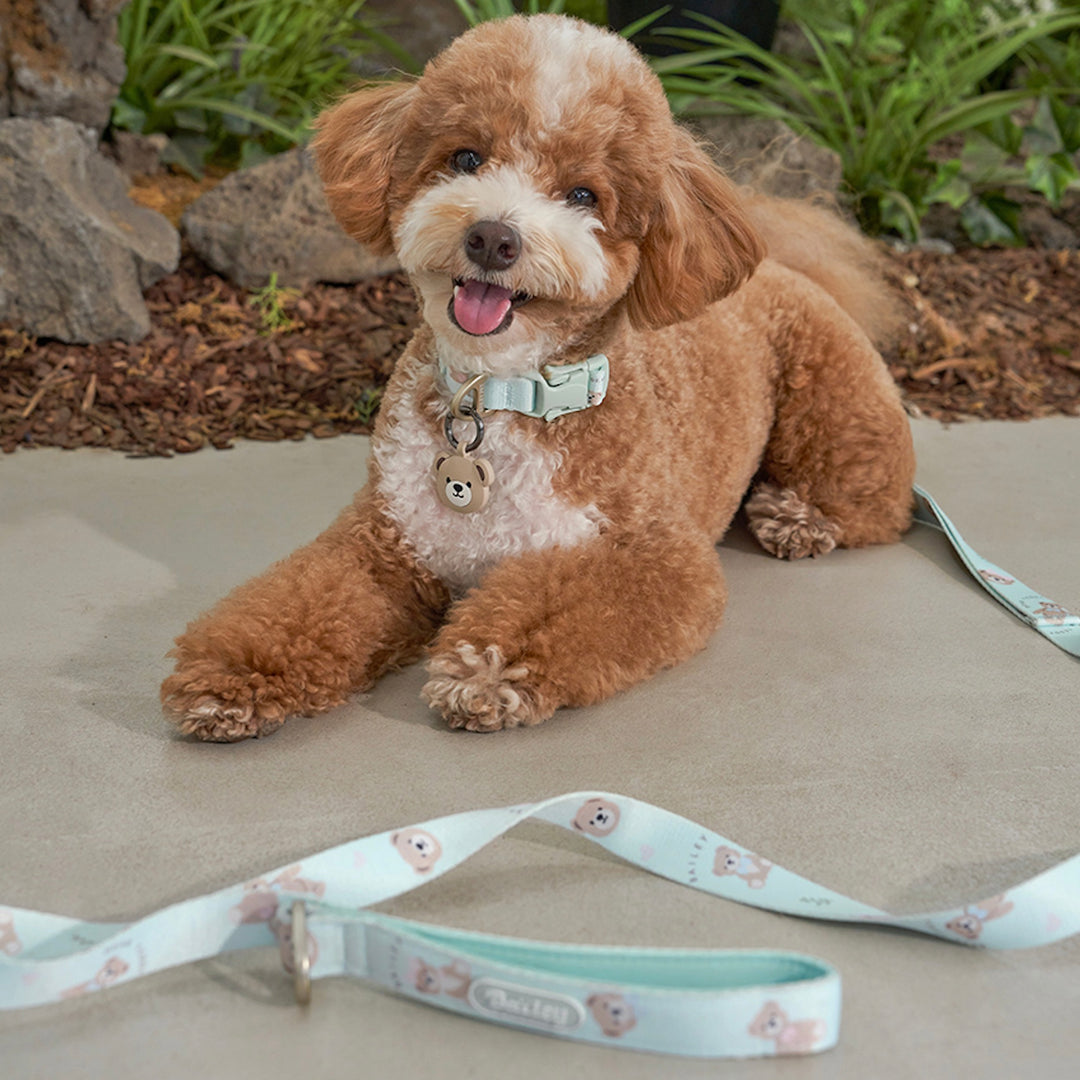 ※予約販売【Bailey】Teddy Walkie Collar（3color）