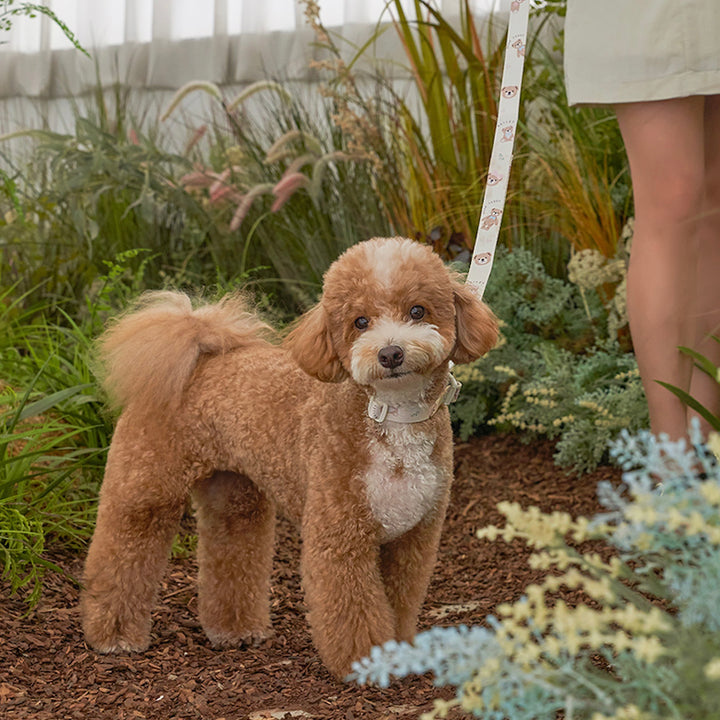 ※予約販売【Bailey】Teddy Walkie Collar（3color）