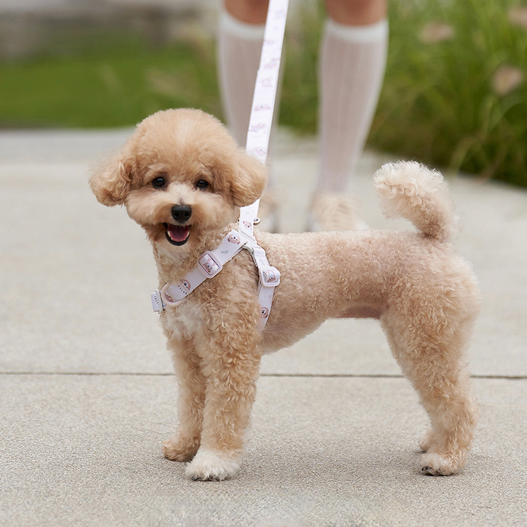※予約販売【Bailey】Teddy Walkie Harness（3color）