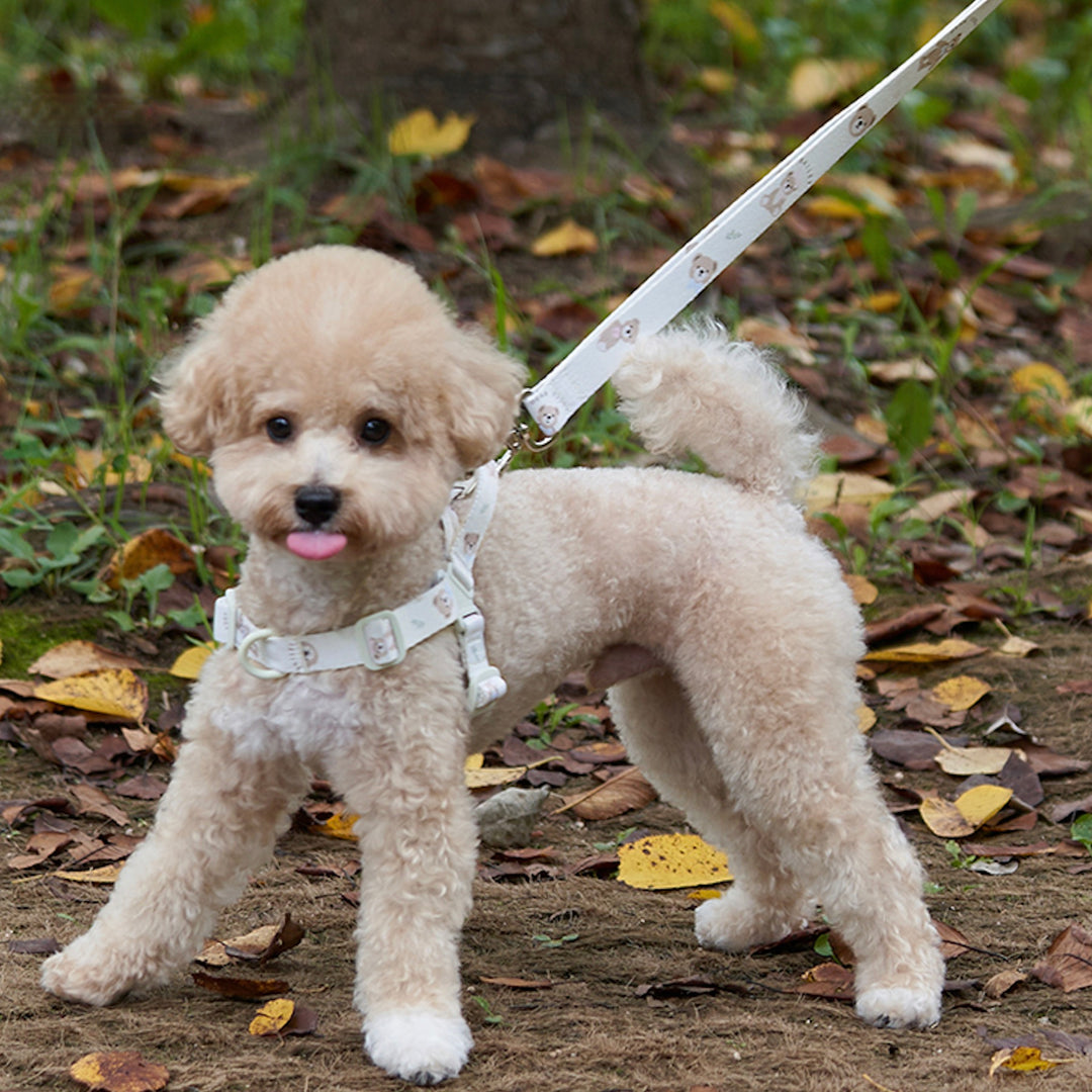 ※予約販売【Bailey】Teddy Walkie Harness（3color）