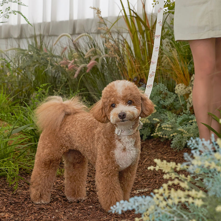 ※予約販売【Bailey】Teddy Walkie Leash（3color）