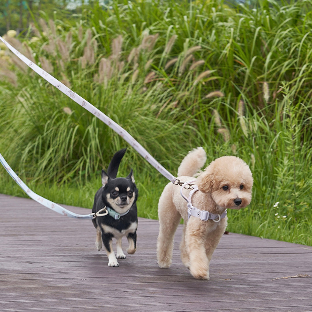 ※予約販売【Bailey】Teddy Walkie Leash（3color）