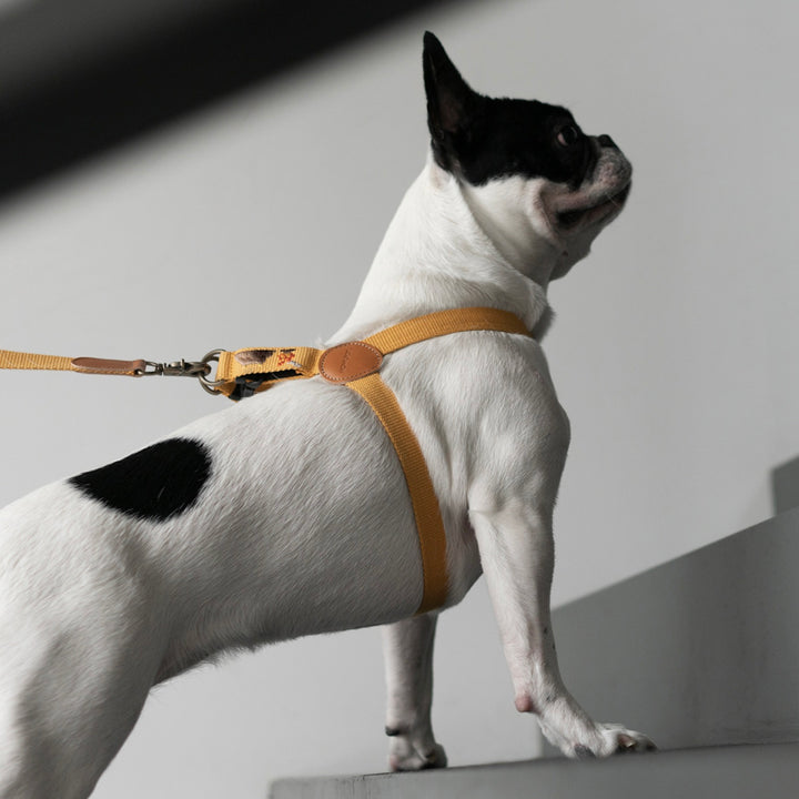 ※予約販売【HOWLPOT.】Adventure Leash（Sahara）