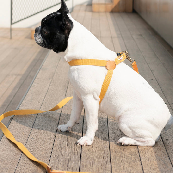※予約販売【HOWLPOT.】Adventure Leash（Sahara）