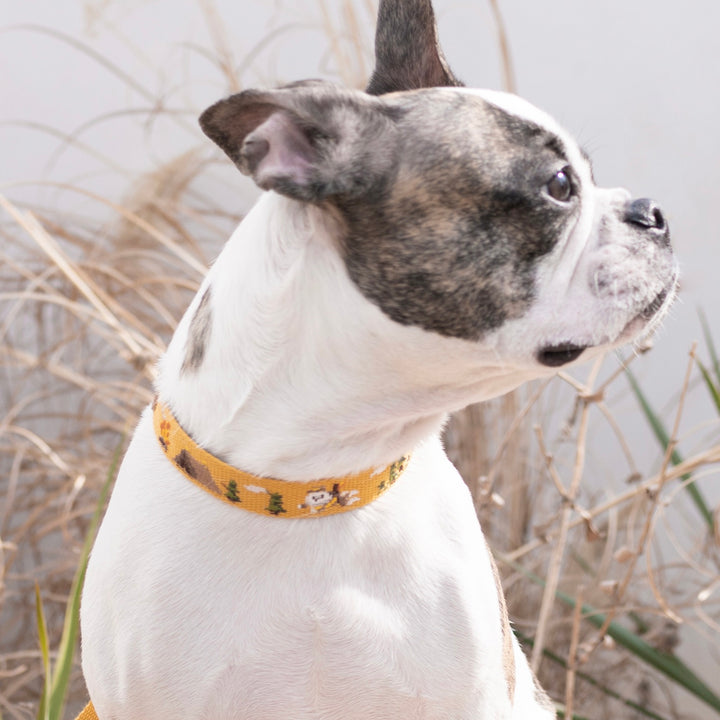 ※予約販売【HOWLPOT.】Adventure Leash（Sahara）