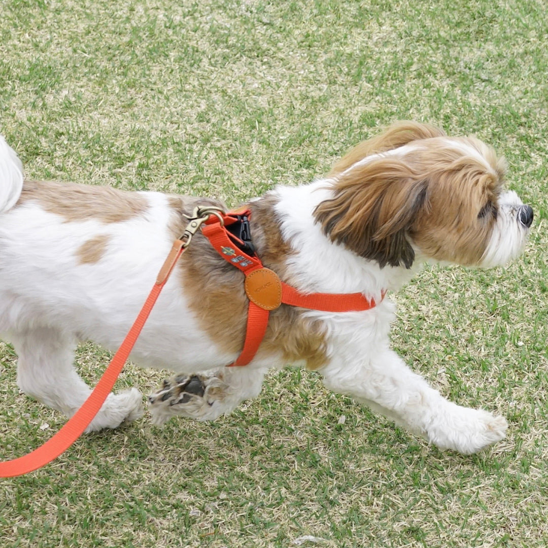 ※予約販売【HOWLPOT.】Adventure Leash（Mars）