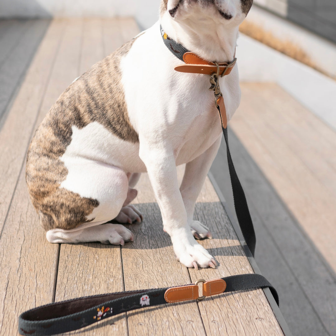 ※予約販売【HOWLPOT.】Adventure Leash（Botham）