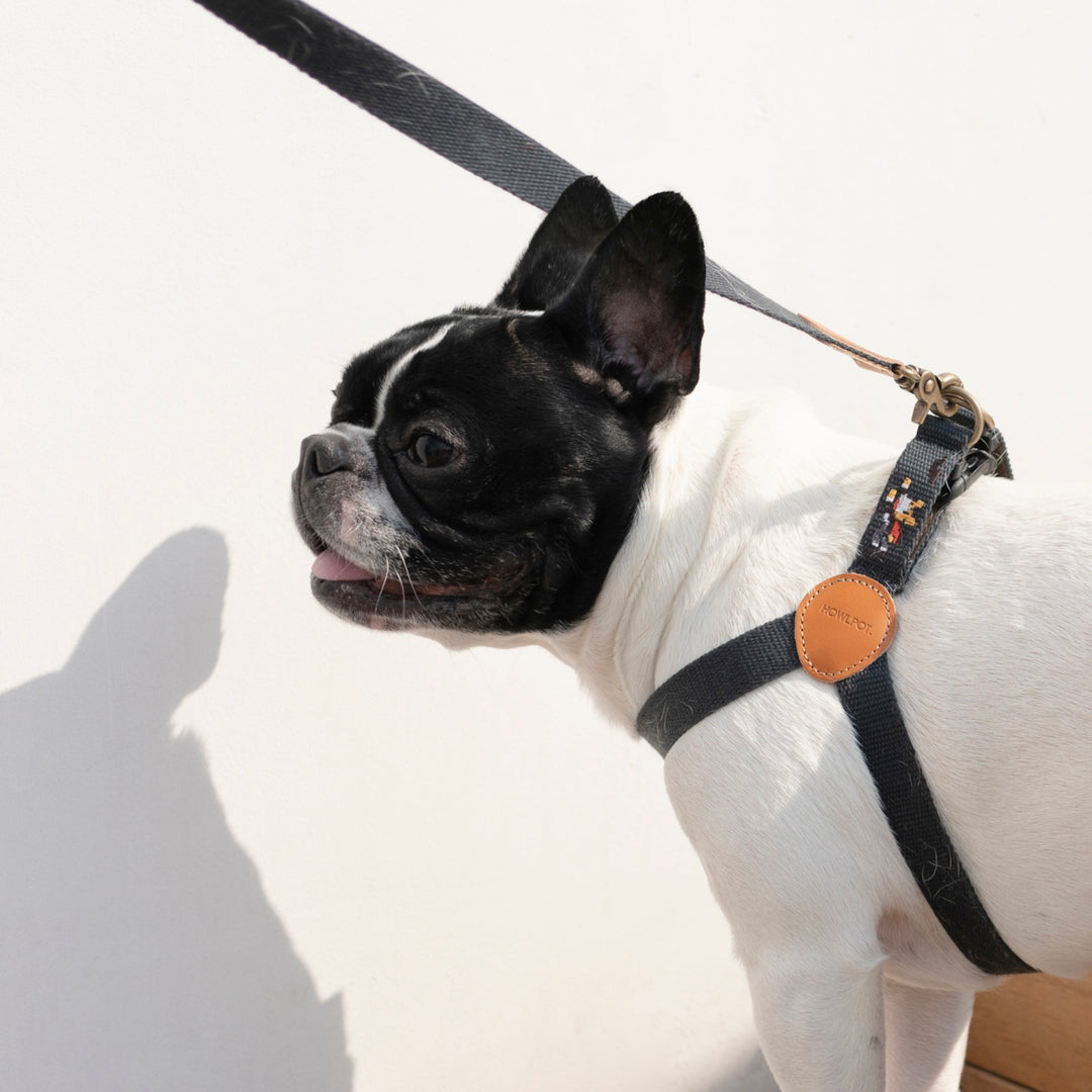 ※予約販売【HOWLPOT.】Adventure Leash（Botham）