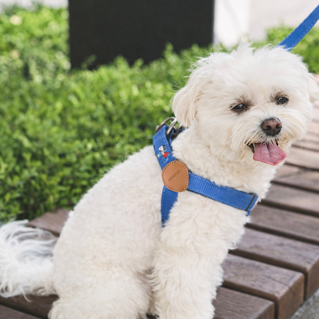 ※予約販売【HOWLPOT.】Adventure Harness（Sky）｜犬用ハーネス