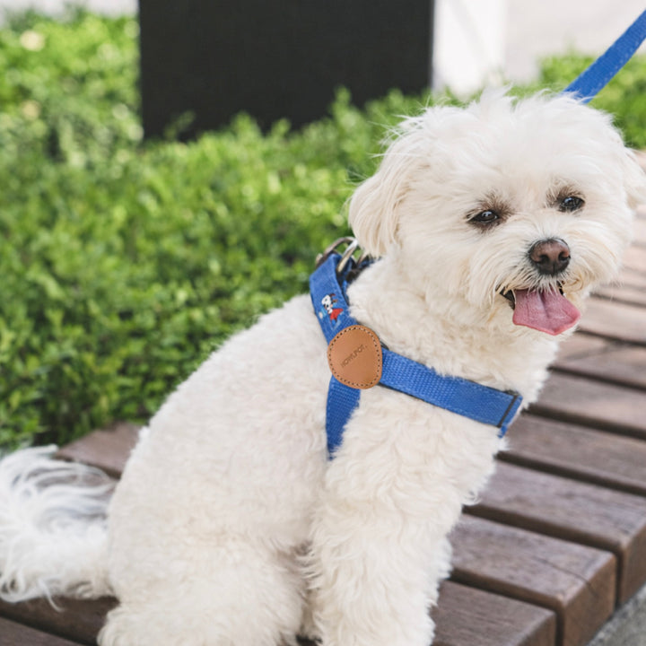 ※予約販売【HOWLPOT.】Adventure Harness（Sky）｜犬用ハーネス