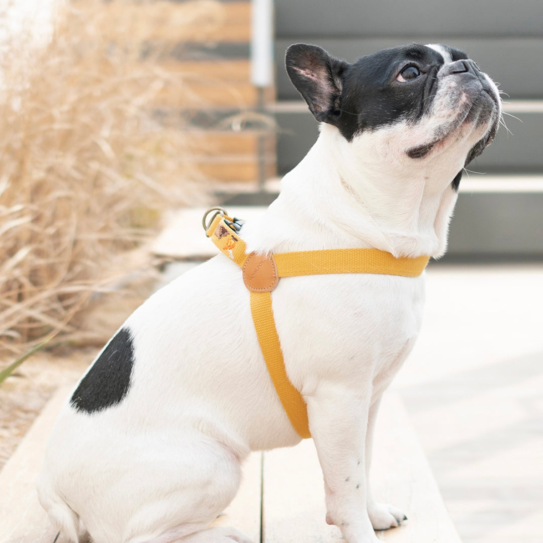 ※予約販売【HOWLPOT.】Adventure Harness（Sahara）｜犬用ハーネス