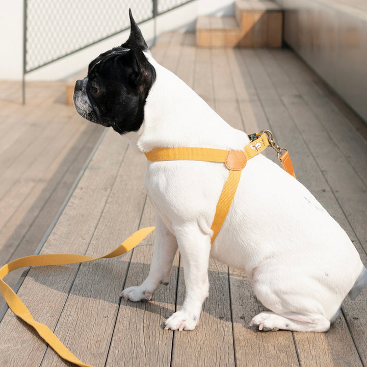 ※予約販売【HOWLPOT.】Adventure Harness（Sahara）｜犬用ハーネス