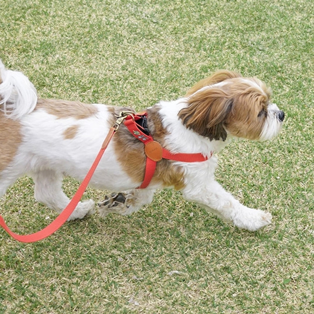 ※予約販売【HOWLPOT.】Adventure Harness（Mars）｜犬用ハーネス