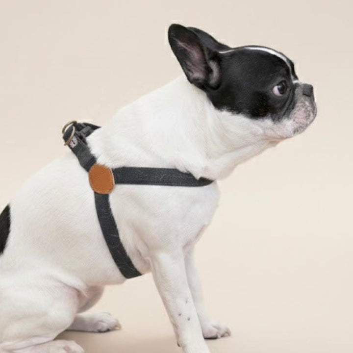 ※予約販売【HOWLPOT.】Adventure Harness（Gotham）｜犬用ハーネス