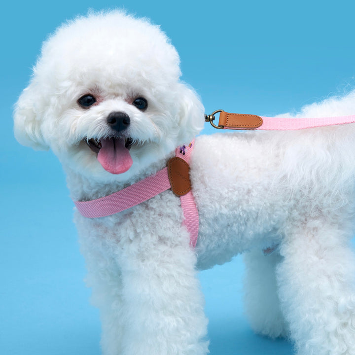 ※予約販売【HOWLPOT.】Adventure Harness（Budapest）｜犬用ハーネス