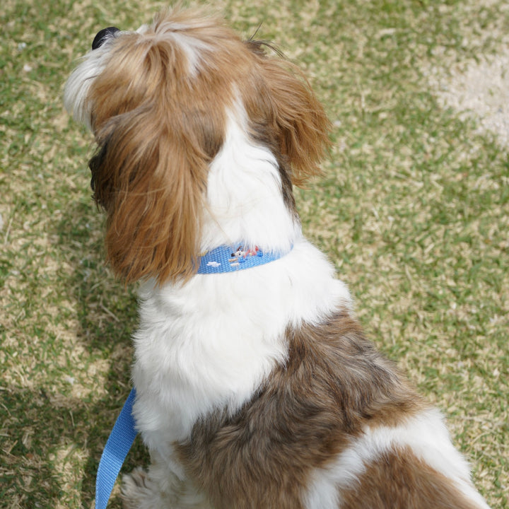 ※予約販売【HOWLPOT.】Adventure Collar（Sky）