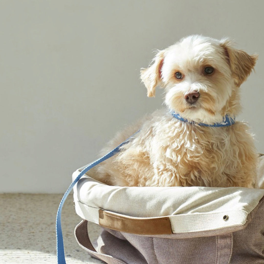 ※予約販売【HOWLPOT.】Adventure Collar（Sky）