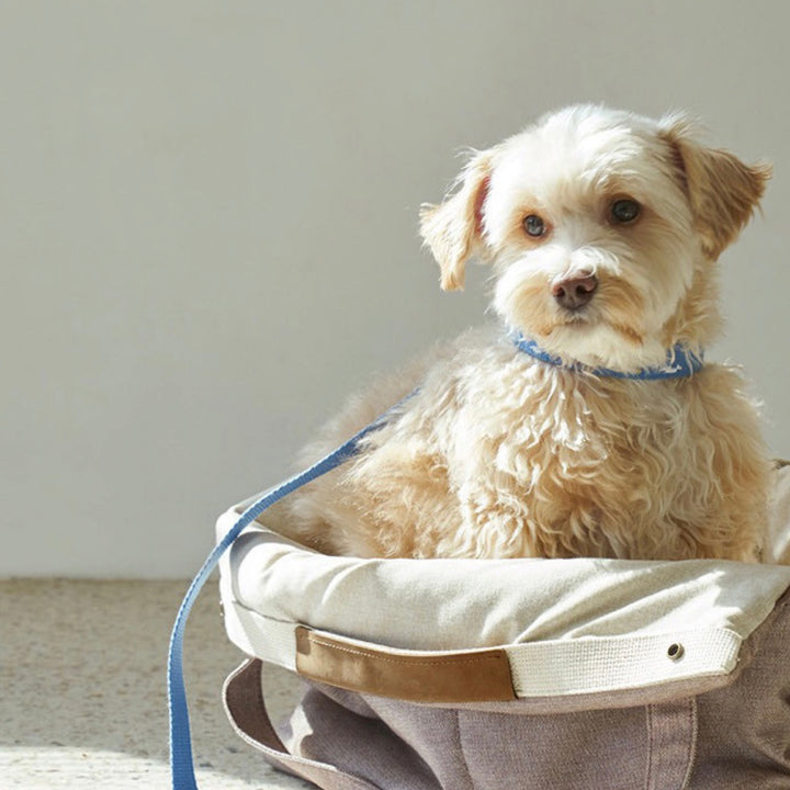 ※予約販売【HOWLPOT.】Adventure Collar（Sky）