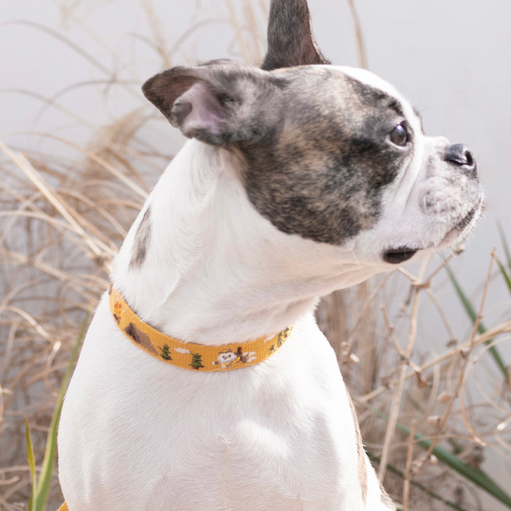 ※予約販売【HOWLPOT.】Adventure Collar（Sahara）