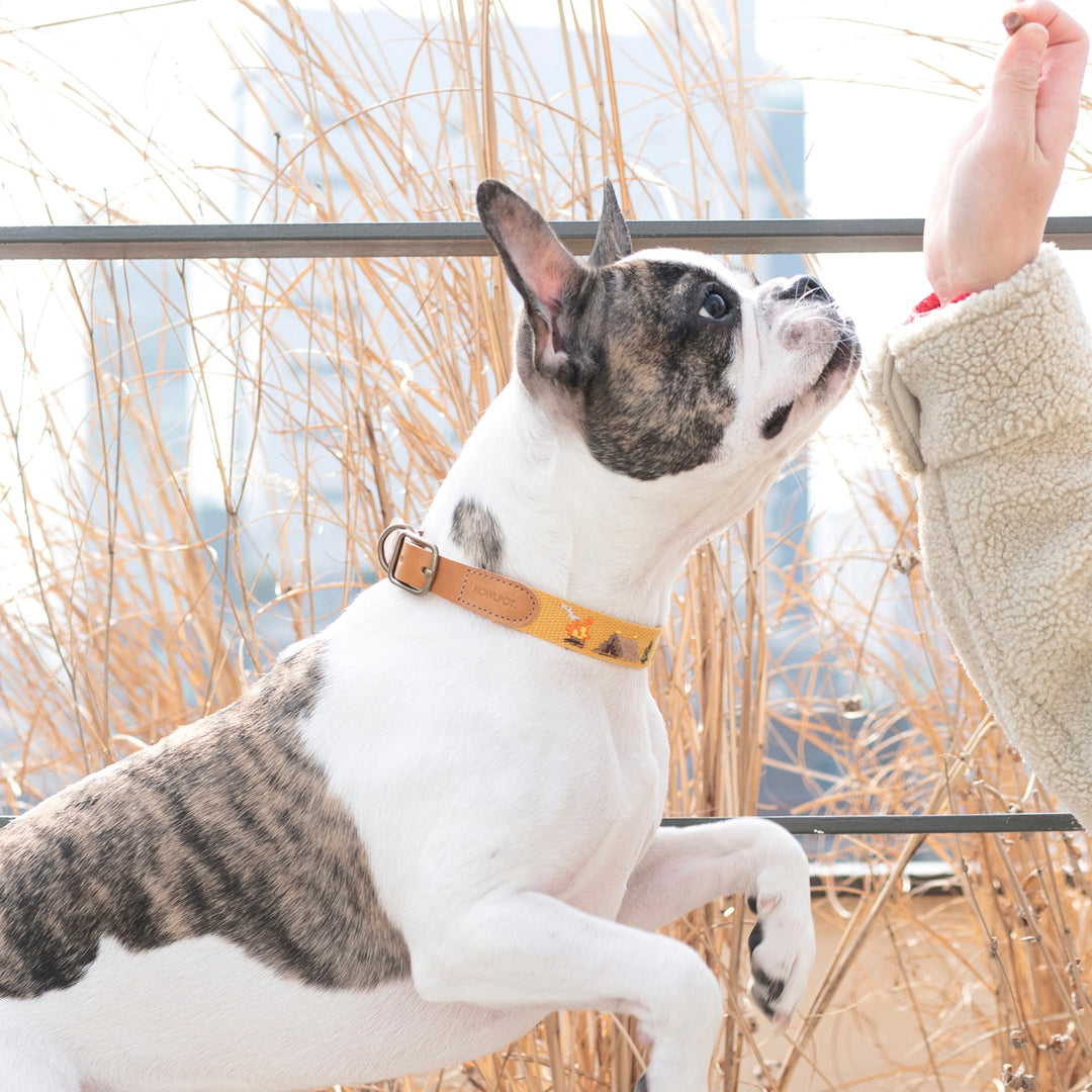 ※予約販売【HOWLPOT.】Adventure Collar（Sahara）
