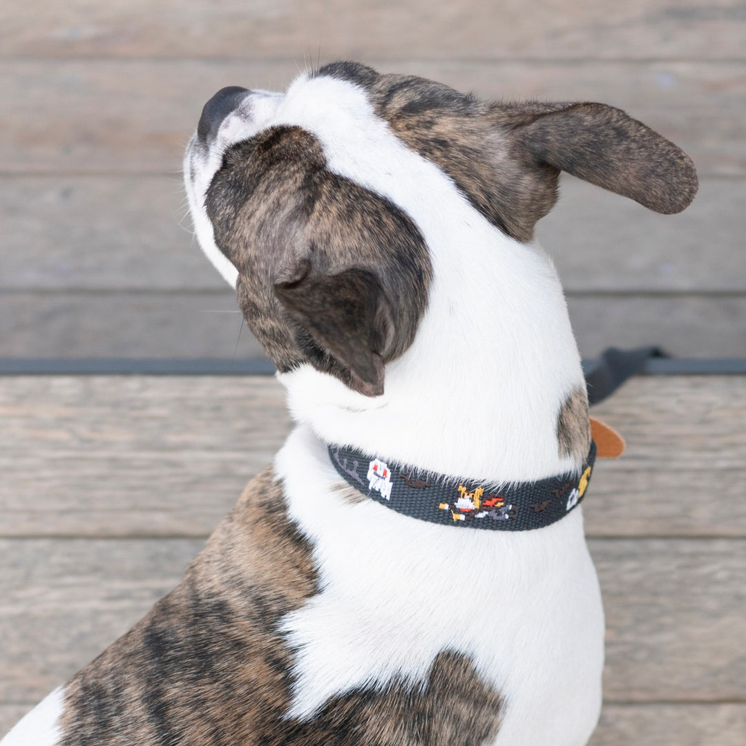 ※予約販売【HOWLPOT.】Adventure Collar（Botham）